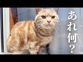 ねこもふ家に遂にあれがやってきました