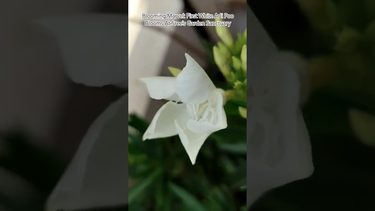 A Whisper of White: First Arli Poo Blooms at Sree's Harvest💮💮