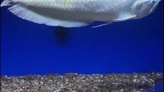 FISH TANK MONSTERS/update baby fogo peackbass featuring phantom redtail catfish Cuban gar