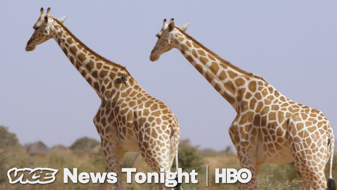 Niger S Giraffes Came Back From Extinction Now They Re Poaching People S Food Hbo Youtube