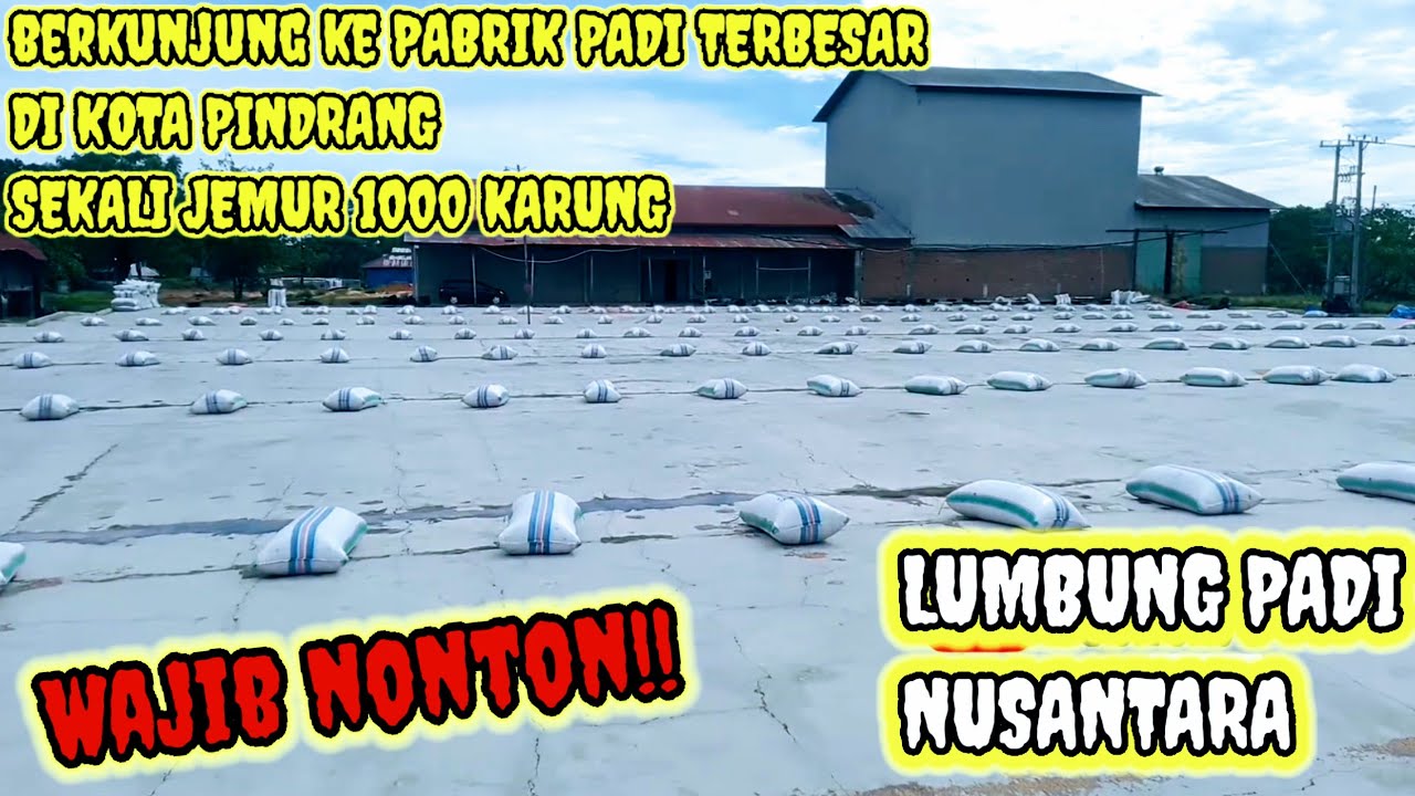 SEKALI JEMUR 1000 KARUNG!! PABRIK BERAS TERBESAR DI SULAWESI!! PROSES PENJEMURAN PADI!!