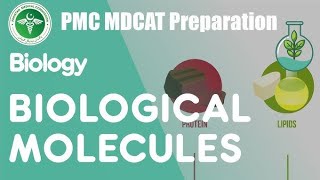 Biological Molecules (Carbohydrates) MCQ'S