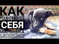 ХВОСТИКИ АКТИВНО ПОМОГАЮТ УБИРАТЬ ДВОР😅РАСПАКОВКА ПОСЫЛКИ 📦 ИЗ ГЕРМАНИИ 🙈