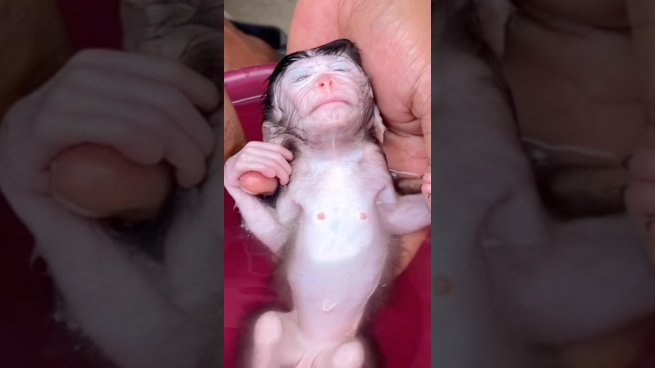 “OMG… This Orphan Baby Monkey Fell Asleep While Bathing 🐵🛁🥹”.