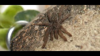 Speedy the Heteroscodra maculata that lives happily on my bedroom wall