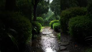 Rain and Creek Sounds 🌧️ Relax, Study, Sleep 📚😴 #purenatureharmony #rain #nature #relax