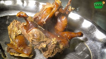 SAPA TV | DÚI HẤP NGUYÊN CON ĐẶC SẢN NÚI RỪNG TÂY BẮC