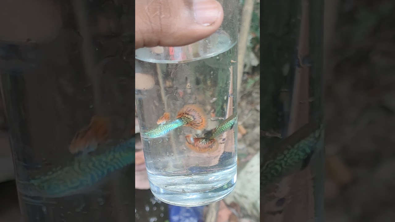স্নেক স্কিন গাপ্পি
