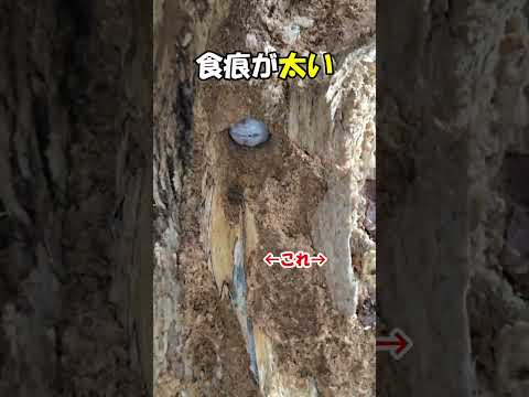 これがオオクワだ 材採集の際のオオクワガタの探し方