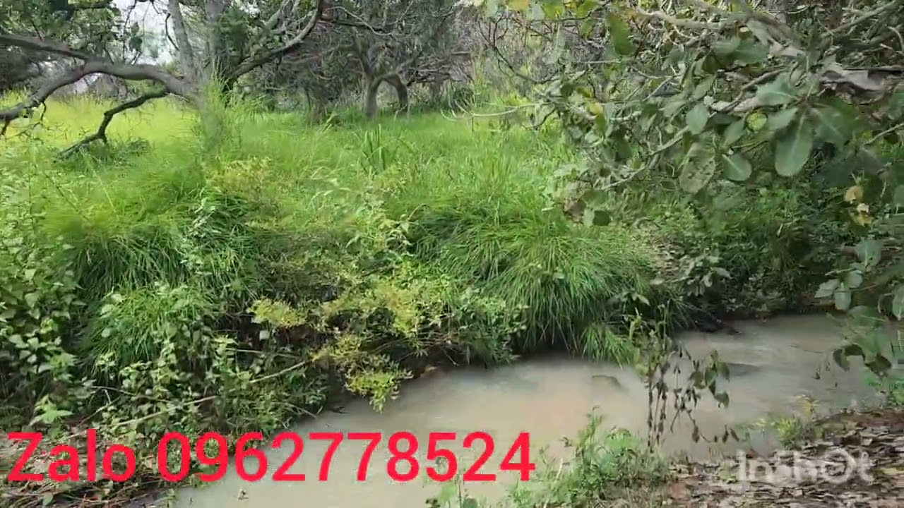 Đã chốt . khoản 50ha giá siêu rẻ.  Chỉ 32tr/1ha . Có mó  nước chảy quanh năm 