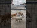 Golden Retriever Kennel in Nigeria. Contact on +2348030400297. #dog #shorts #goldenretriever