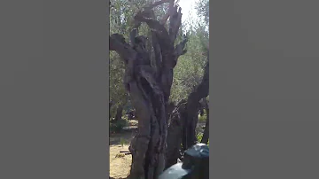 Garden of Gethsemane  #gethsemane #israel #egypt #holylandtour #jerusalem #olivetrees #bible #olives