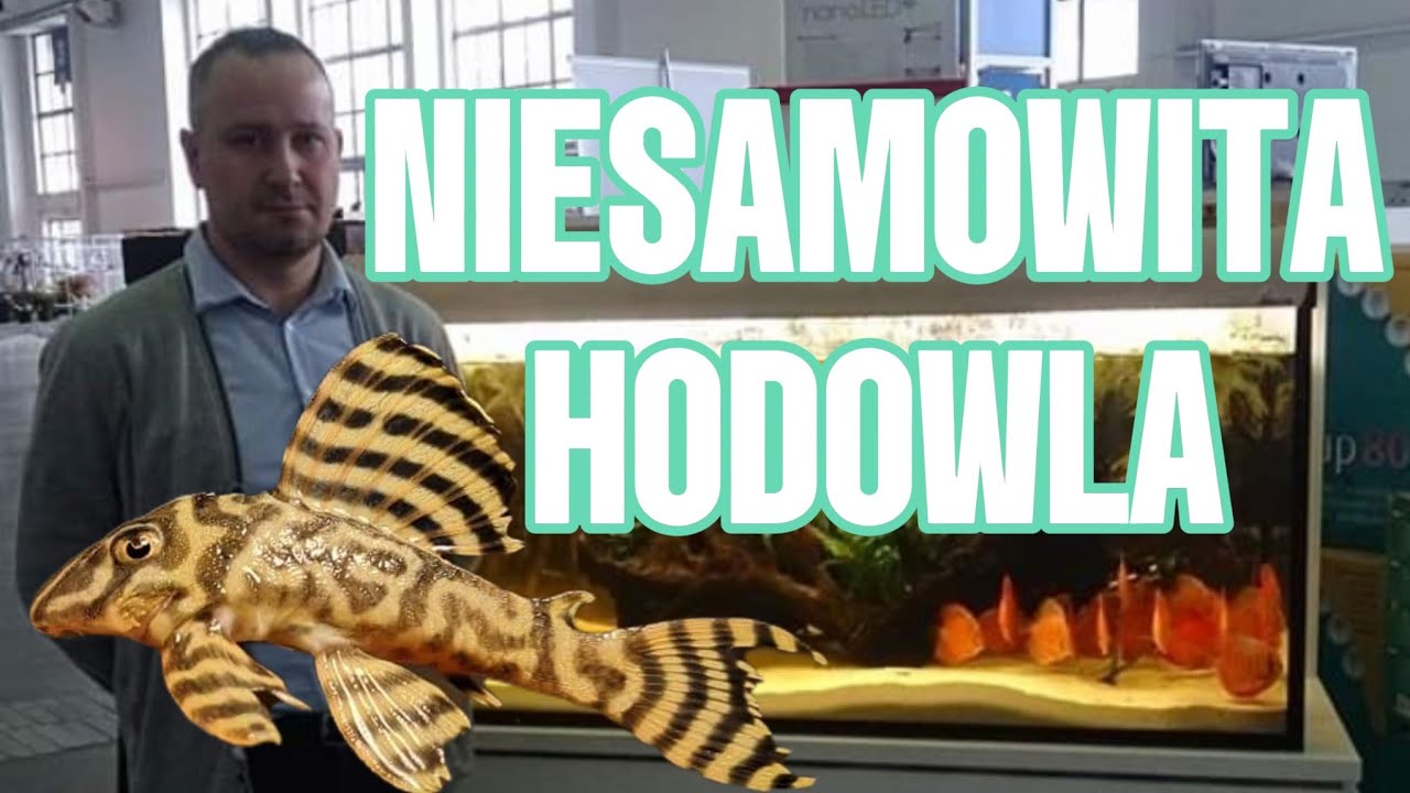 NIESAMOWITA HODOWLA KRZYSZTOFA