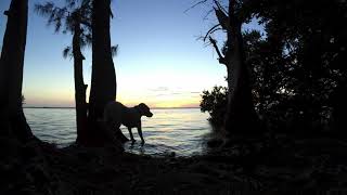 Sunset St.Petersburg Florida Near Skyway Bridge w/ Puppy Dogs