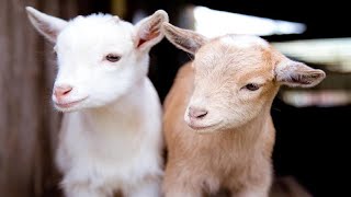 Baby Goats Having Fun Playing