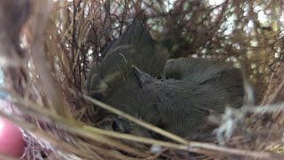 Mencari sarang burung ciblek semi dan prenjak kepala merah ‼