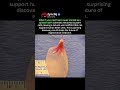 The Future of Heart Repair Might Be Spinach #shorts