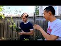 Buckthorn Bonsai with Connor and Xin, Part 2, The Bonsai Zone, Sept 2021