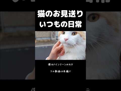 猫飼いたい！ってなるいつもの日常 #猫のいる暮らし #cat #mainecoon #メインクーン