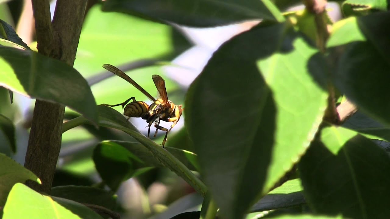 New Camera Test: Canon HF G10 with DM-100 microphone