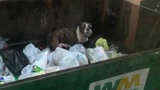 Garbage Man Saves Dog He Found Inside Dumpster: 'She Could've Gotten  Crushed' - The Dogington Post