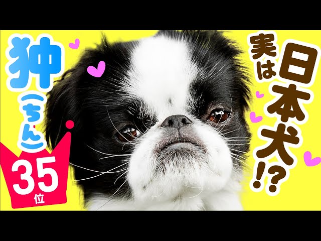 35 Japanese Chin Dog ❤️ TOP 100 Cute Dog Breeds Video - YouTube