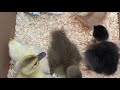 Growth of our Khaki Campbell ducks Day 1 to 2 months of age