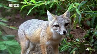 Las Vegas Animals Discovering the Diverse Array of Animals That Call Las Vegas Home