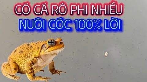 Nuôi cóc mà có nguồn cá rô phi thì lợi nhuận rất cao