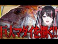 巨大なマダイ丸ごと1匹捌いてフルコースを作ろう！！！【冥海らぶか/のりプロ】