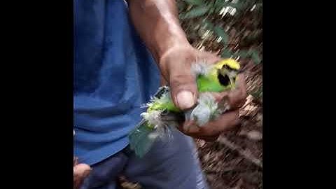 Mikat Cucak Ranting Hutan Lubay (3)