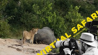 Lonely Lioness Tries To Make Friends with a Rhino