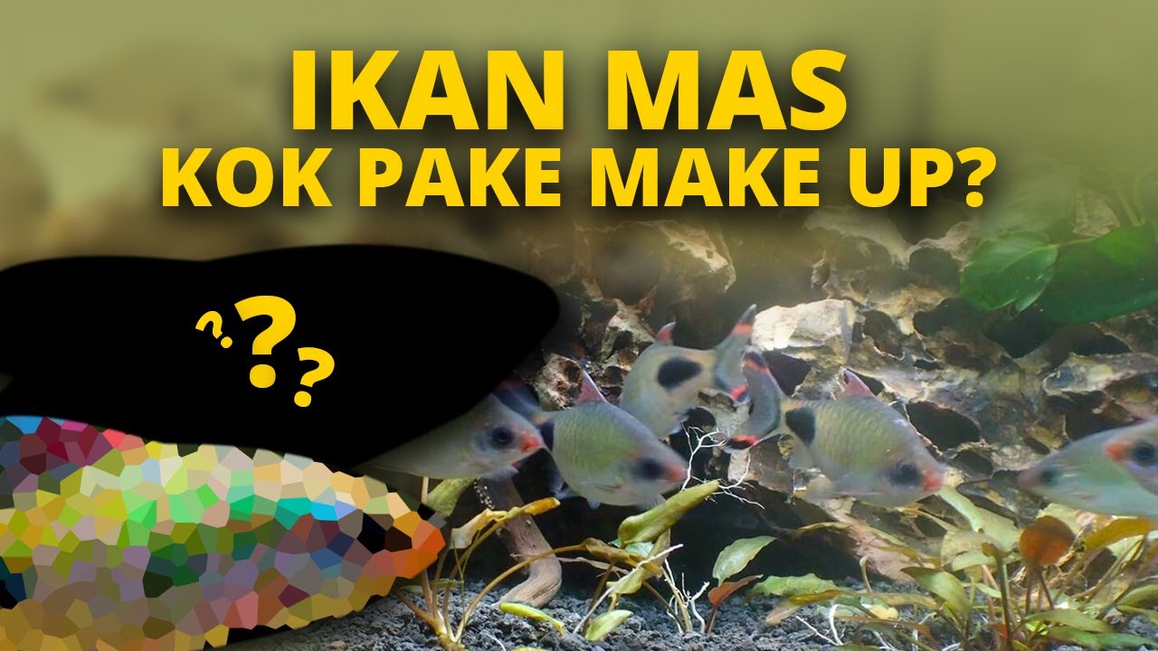 MIRIP ARTIS CANTIK, IKAN INI PAKE MASCARA?