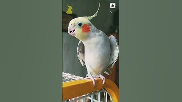 ✅️CALOPSITA CANTANDO #shorts #calopsita #parrot #bird #pet #pets #cockatiel