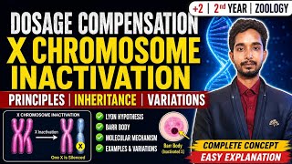🔴 Dosage compensation | X CHROMOSOME INACTIVATION IN MAMMALS | CHSE +2 2 ND YR ZOOLOGY |