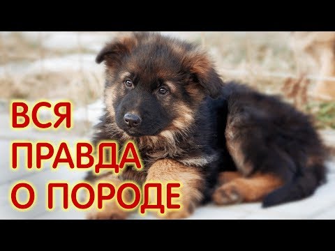 Видео: Более века истории немецкой овчарки