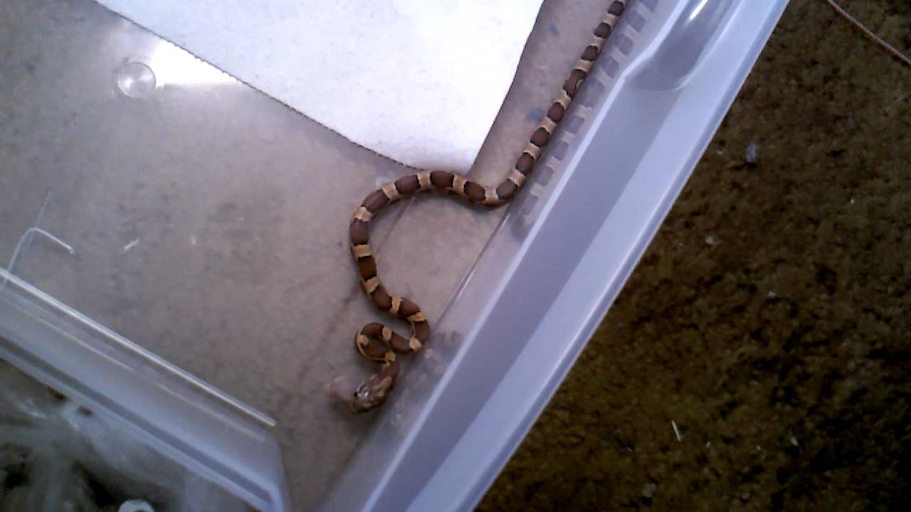 3 months old baby weight in kgs Feeding My Corn Snakes thawed pinkies (Part.1)