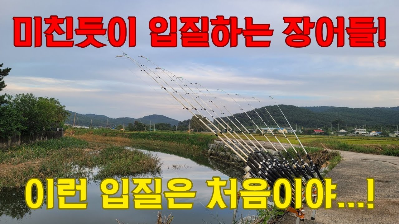 장어들이 미쳐서 날 뛰는 날! 미친 입질이 시작 된다!