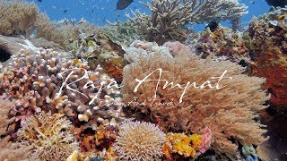 Diving And Travel - Raja Ampat - West Papua - The Marine Protected Area