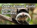 Monkey Business: Chimpanzees, Orangutans, Lemurs &amp; More! - Zeek&#39;s Animal World