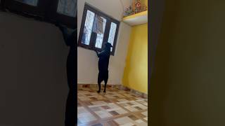 Ajto gayi bella 😱 | labrador 🐶 | #dog #puppy #shorts #short #youtubeshorts #labrador #cutedog