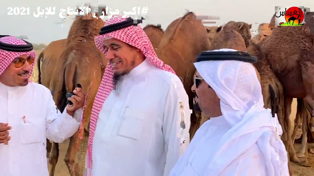 الحلقة الثانيه مع رجل الاعمال ومالك الإبل / مجدي محمد الشتيفي في اكبر مزارع الانتاج للإبل 1442