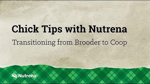 Chick Tips with Nutrena: Transitioning Chicks from the Brooder to the Coop