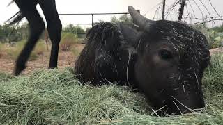 Calm rainstorm with Nandi the Water Buffalo and Crisis the Appaloosa