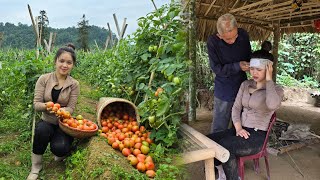 After grandfather bandaged the wound: Single mother - Picking tomatoes to sell at the market