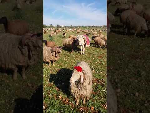 خطاب عواد الصالح