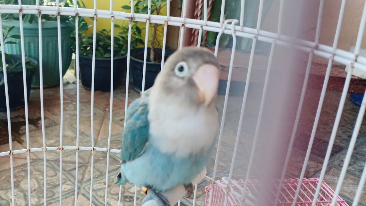 INILAH BURUNG LOVEBIRD SUARA BEGITU MEMUKAU 