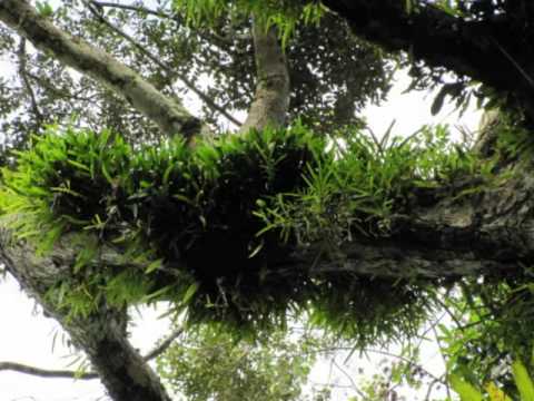 amazônia paisagens e orquideas nativas - thptnganamst.edu.vn