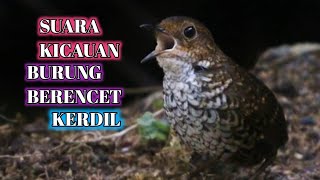 Suara Kicauan Burung Berencet Kerdil(Pygmy Wren Bibbler) Cocok Untuk Masteran#Pygmywrenbibbler