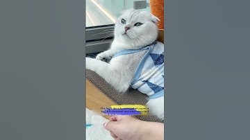 🐾Cat scratching board source factory #cat #catcare #funnycats #catbehavior #animalbehavior